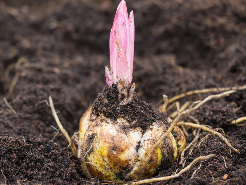 Зробіть це з лусочками лілій, і отримаєте нові цибулини за 40 днів