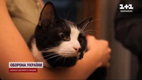 Куди подівся кіт Гюнтер I і які ще тварини живуть у кабінеті Буданова: показує ТСН (фото, відео)