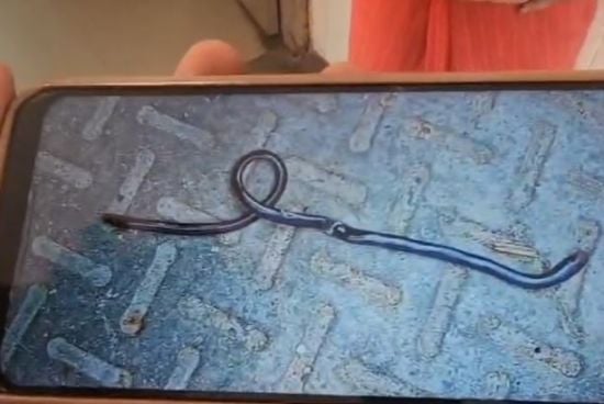 Однорічний малюк загриз змію, сплутавши її з іграшкою – фото