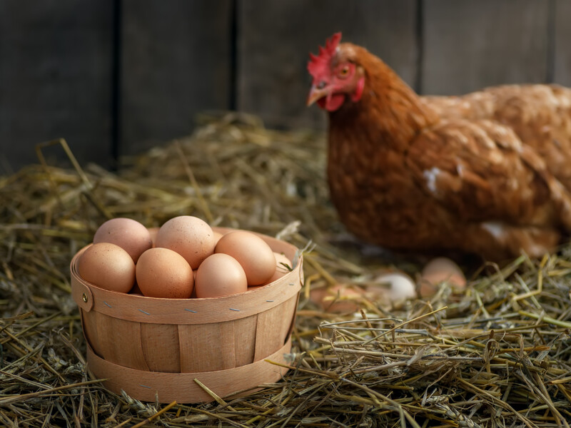 Чому кури можуть клювати знесені яйця і як їх від цього відучити. Поради від експерта