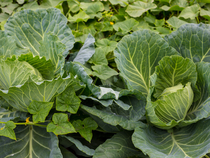 Якщо побачите ці плями на листі капусти – терміново внесіть правильне підживлення. Порада городників Якщо побачите ці плями на листі капусти – терміново внесіть правильне підживлення. Порада городників