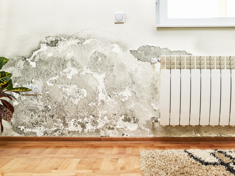 Щоб убити грибок і плісняву в підвалі, обробіть їх засобами, які не нашкодять продуктам на зберіганні