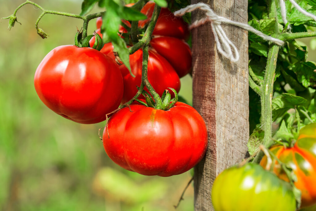 Додайте це у воду – і помідори виростуть солодкими й смачними. Городниця розповіла, чим підживлює томати у серпні, щоб вони швидше дозріли