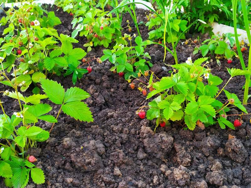 Дачники розповіли, навіщо в серпні занурюють саджанці полуниці в гарячу воду перед висаджуванням у ґрунт Дачники розповіли, навіщо в серпні занурюють саджанці полуниці в гарячу воду перед висаджуванням у ґрунт