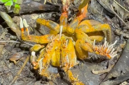 Павук-"зомбі" з моторошними наростами нажахав Мережу – відео