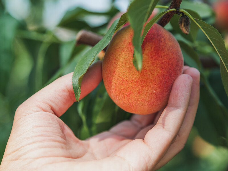 Внесіть у серпні під плодові дерева це підживлення, щоб наступного літа отримати щедрий здоровий урожай