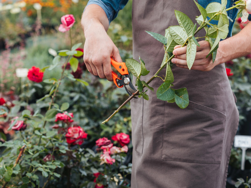 Ніколи не садіть троянди в цих двох місцях, інакше вони пропадуть