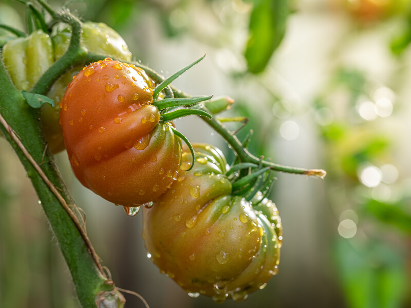 Як поливати томати наприкінці літа, щоб вони не потріскалися й не почали гнити. Городники розповіли головні правила Як поливати томати наприкінці літа, щоб вони не потріскалися й не почали гнити. Городники розповіли головні правила