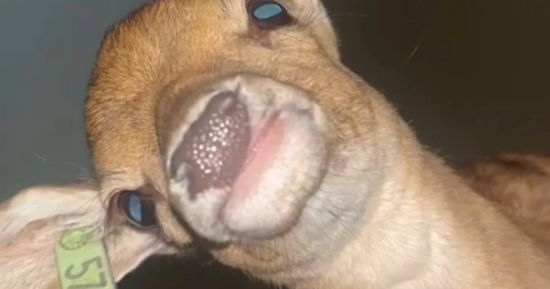 Хлопець після вечірки прокинувся з оленем у своєму ліжку – кумедне відео