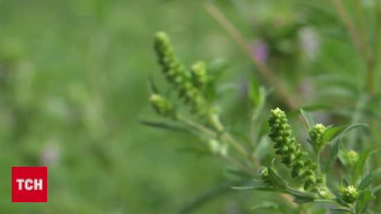 В Україні почала цвісти небезпечна рослина: як від неї вберегтися - поради медиків та науковців