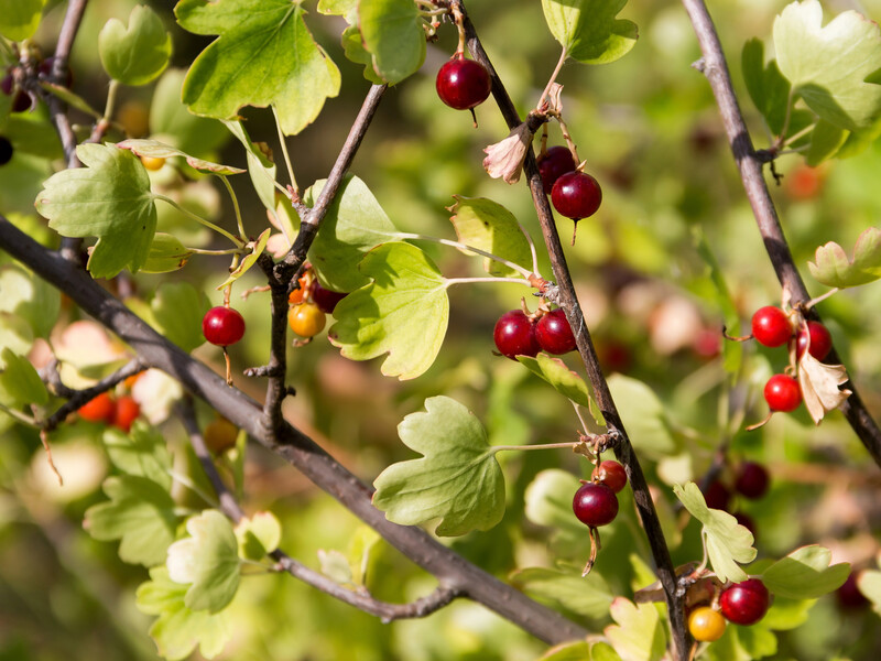 Дайте цьому настоятися добу – і наступного року зберете щедрий урожай ягід. Садівники розповіли, чим підживити смородину в серпні Дайте цьому настоятися добу – і наступного року зберете щедрий урожай ягід. Садівники розповіли, чим підживити смородину в серпні