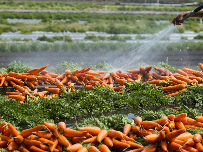 Зробіть це того самого дня, інакше морква зав'яне на очах. Секрет, як зберегти врожай до весни Зробіть це того самого дня, інакше морква зав'яне на очах. Секрет, як зберегти врожай до весни