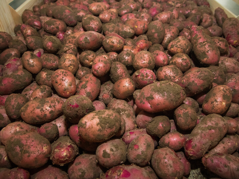 Покладіть це в мішок – і картопля не проросте. Перевірений трюк, який використовують у селах Покладіть це в мішок – і картопля не проросте. Перевірений трюк, який використовують у селах