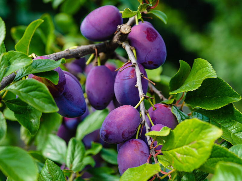 "Оси довбали сливу, залізали всередину і її з'їдали. Я багато слив мусила викинути". Лайфхак, як прогнати ос від солодких слив