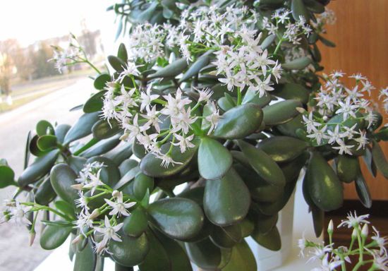 Як змусити цвісти грошове дерево: секрети досвідчених квітникарів, про які мало хто знає