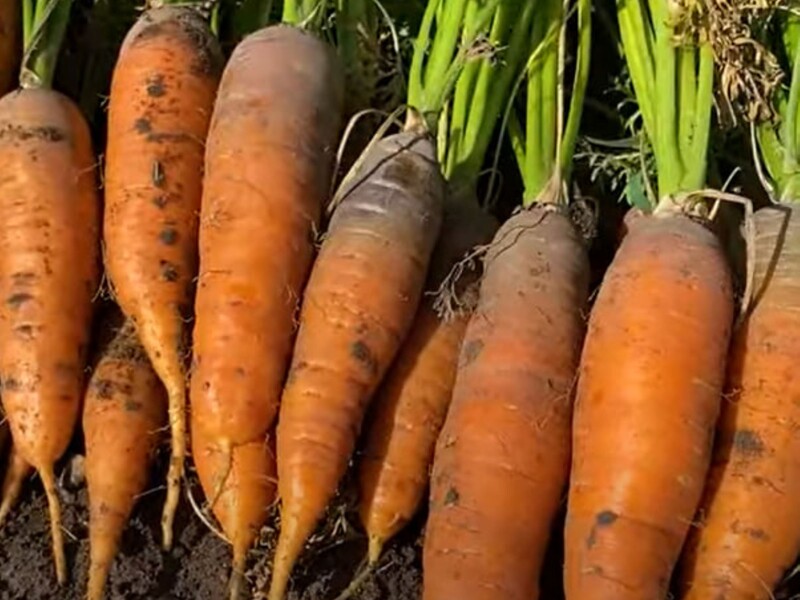 Зробіть це вчасно – інакше морква потріскається і стане несмачною. Городник розповів, як визначити, що час збирати врожай Зробіть це вчасно – інакше морква потріскається і стане несмачною. Городник розповів, як визначити, що час збирати врожай