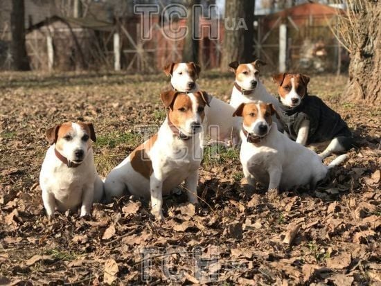 У Києві помітили "підрозділ" пса Патрона: хто власник тварин та чому їх так багато