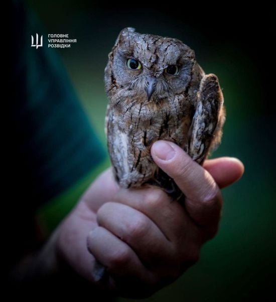 У Київському зоопарку житимуть "штатні" сови ГУР: фото