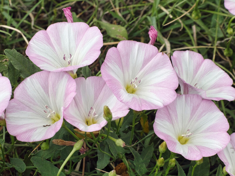 6 мл засобу на 6 л води. Берізка щезне, а ваш урожай не постраждає 6 мл засобу на 6 л води. Берізка щезне, а ваш урожай не постраждає