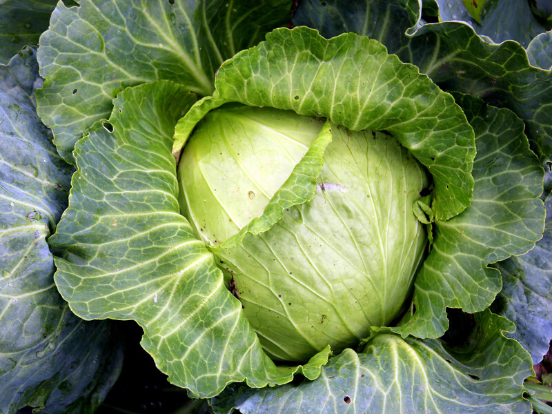 Ось чотири причини, чому качани вашої капусти тріскаються. Виправляємо ситуацію Ось чотири причини, чому качани вашої капусти тріскаються. Виправляємо ситуацію