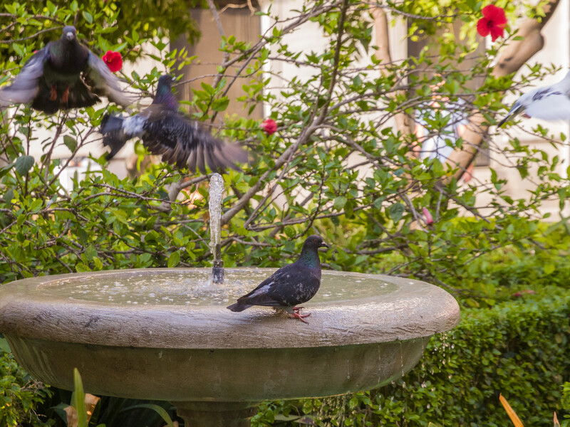 Голуби триматимуться подалі від вашого будинку, якщо посадите на ділянці цю рослину Голуби триматимуться подалі від вашого будинку, якщо посадите на ділянці цю рослину