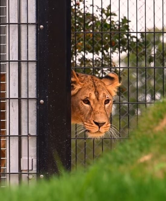 Контужена левиця Юна, яку вивезли з Києва до Великої Британії, зробила перші кроки – відео