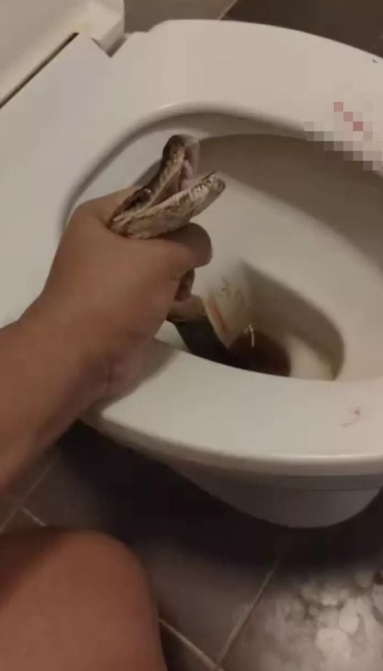 Триметровий пітон вистрибнув із туалету та вкусив чоловіка за яєчка – фото