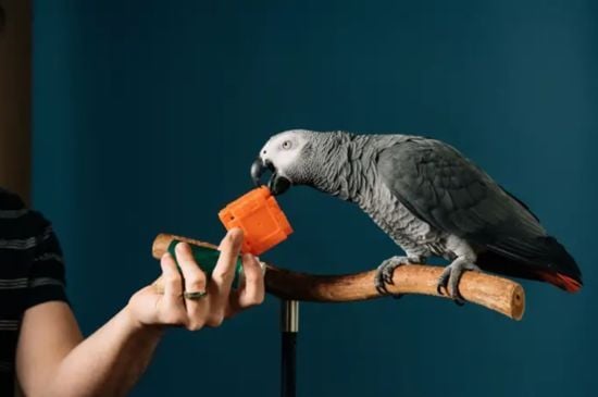 Птах із людським інтелектом: папуга-рекордсмен Аполлон шокував світ (фото, відео)