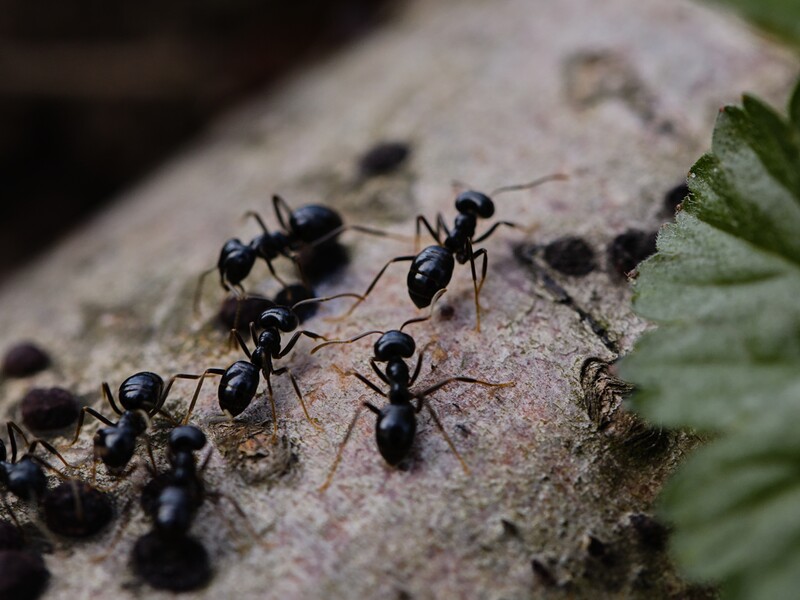 Мурахам це не сподобається. Садівник розповів, як у гуманний спосіб відлякати комах від ділянки й будинку