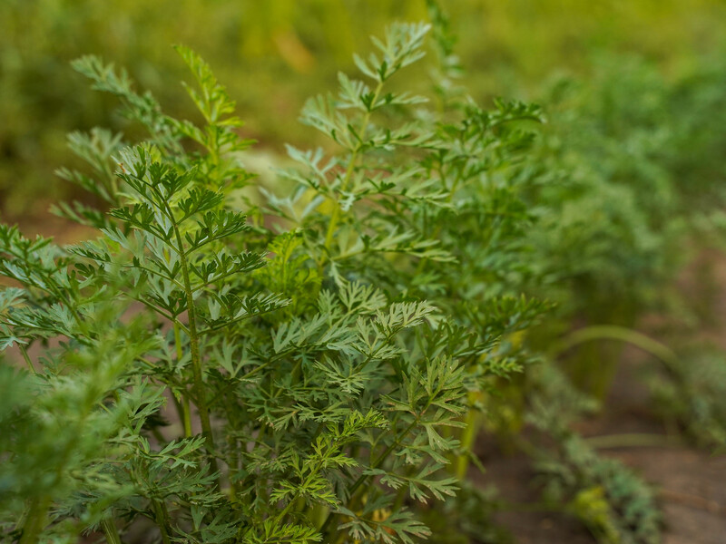 Зробіть це з листям петрушки, і зможете насолоджуватися свіжою зеленню до пізньої осені