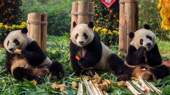 Єдиним на планеті трійнятам великої панди виповнилося 10 років – фото
