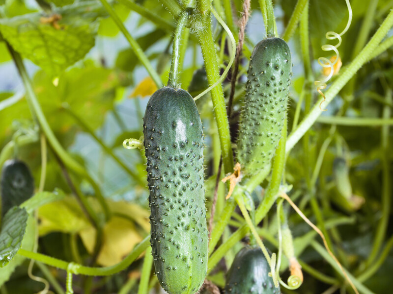 Розчиніть у воді цей "копійчаний засіб" – і огірки будуть плодоносити до осені. Городники розповіли, як захистити врожай від шкідників