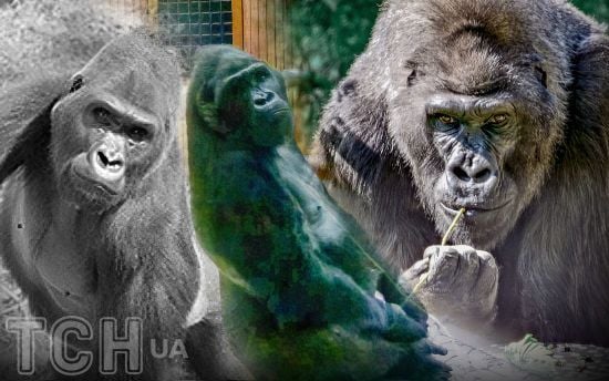 50 років дідусю Тоні: історія довгого життя єдиної горили в Україні