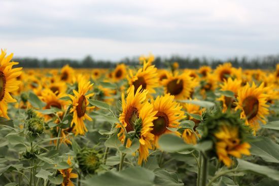 День ангела 27 серпня: кого та як вітати з іменинами