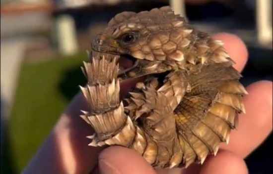 В Африці знайшли "дитинча дракона": нащадки міфічного Уробороса можуть зникнути назавжди