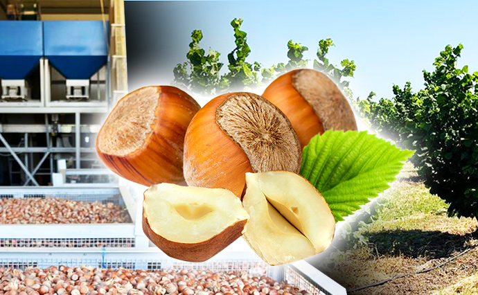 Бізнес на горіхах. Як підприємець з Одещини вирощує фундук та виготовляє тонни солодощів