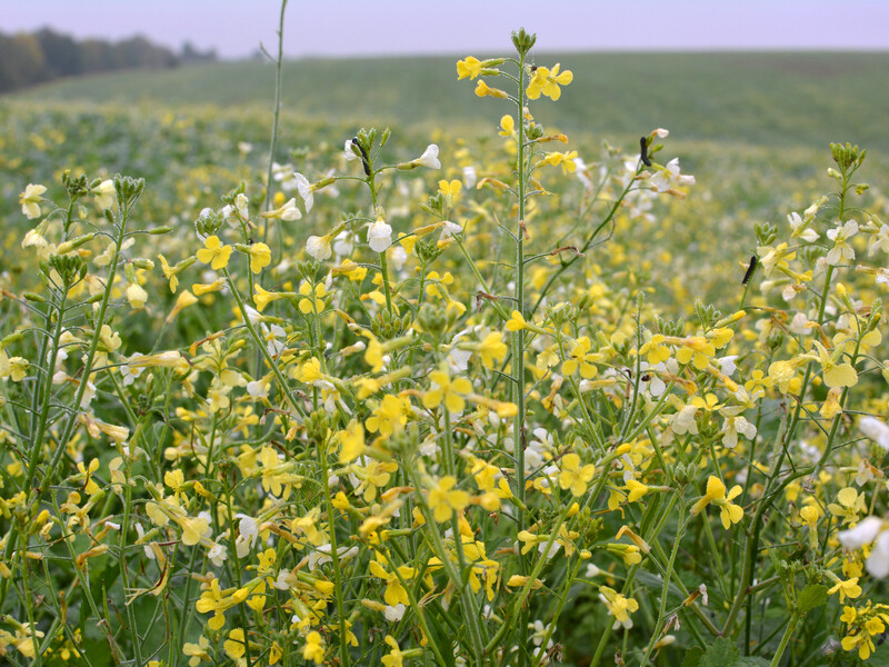 Зробіть це із сидератами восени – і ґрунт буде укріплений і захищений від холодів