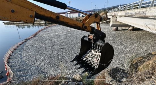 Масовий мор риби у Греції: влада б'є на сполох через загрозу екологічної катастрофи (відео)