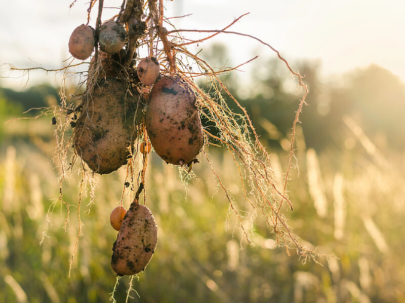 "Баланс зійшовся. П'ять мішків посадили – п'ять зібрали". Найсмішніші жарти й меми про збирання картоплі