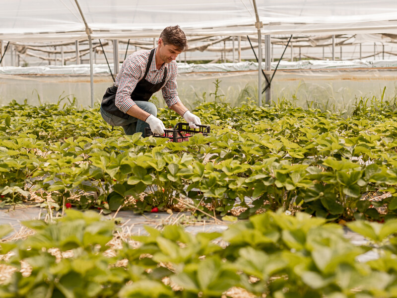Зробіть це на грядках полуниці в серпні. Три найкращі варіанти підживлення Зробіть це на грядках полуниці в серпні. Три найкращі варіанти підживлення