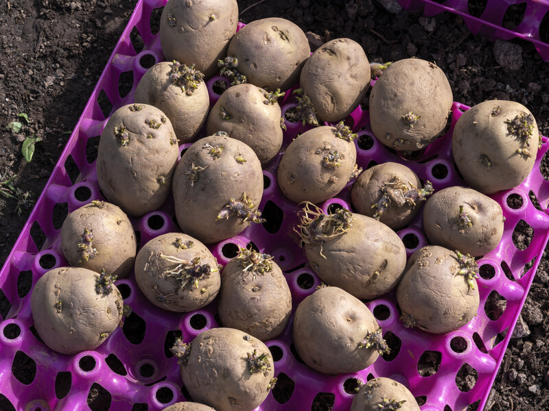 Ніколи не зберігайте ці овочі поряд. Як уникнути передчасного псування врожаю і погіршення смаку овочів