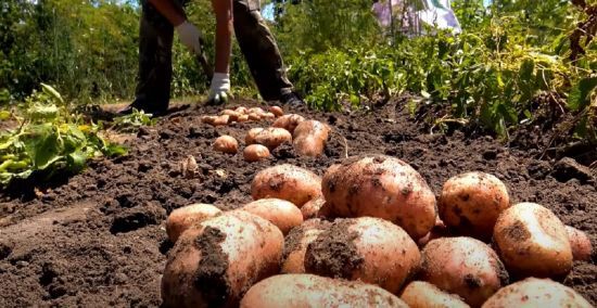 Коли копати картоплю 2024 року, щоб добре збереглася: найкращі дати за місячним календарем