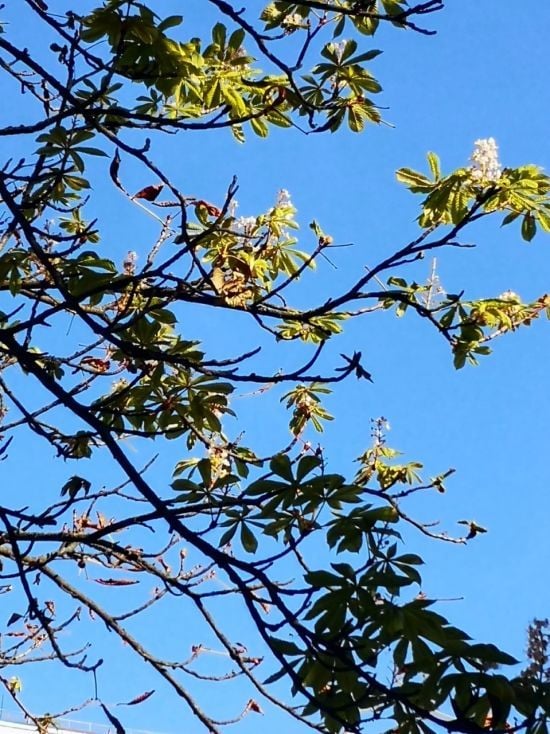 В Києві у серпні зафіксували природну аномалію: з'явилося відео