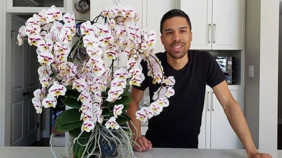 Чоловік виростив вдома орхідею з рекордними 159 квітками – фото, відео