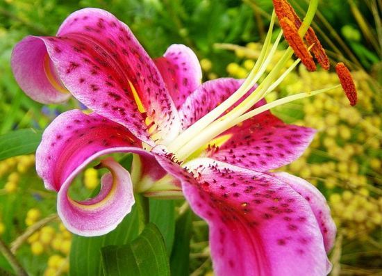 Догляд за ліліями після цвітіння в серпні