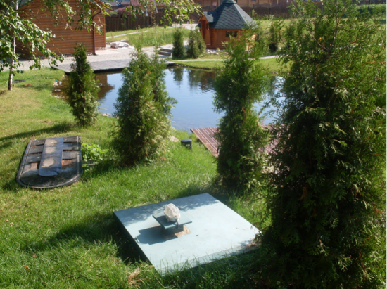 Які дерева осушують ґрунт: що краще посадити біля вигрібної ями