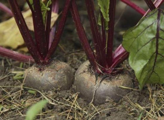 Коли збирати буряк, як правильно це робити та як зберігати врожай