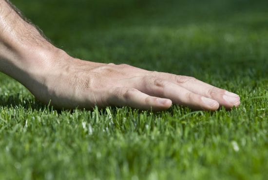 Як зробити ідеальний газон на ділянці самостійно: всі секрети посіву та догляду