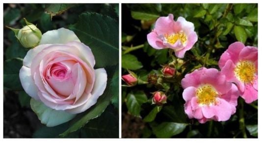 Троянда перетворилася на шипшину: що робити