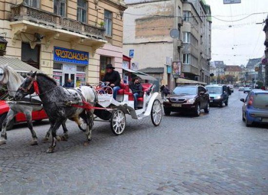 Жорстоке поводження з тваринами: UAnimals вимагають заборонити каретний бізнес у Львові